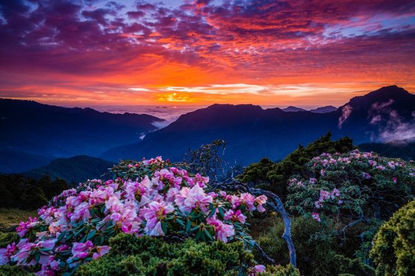 сочи рододендроны красная поляна