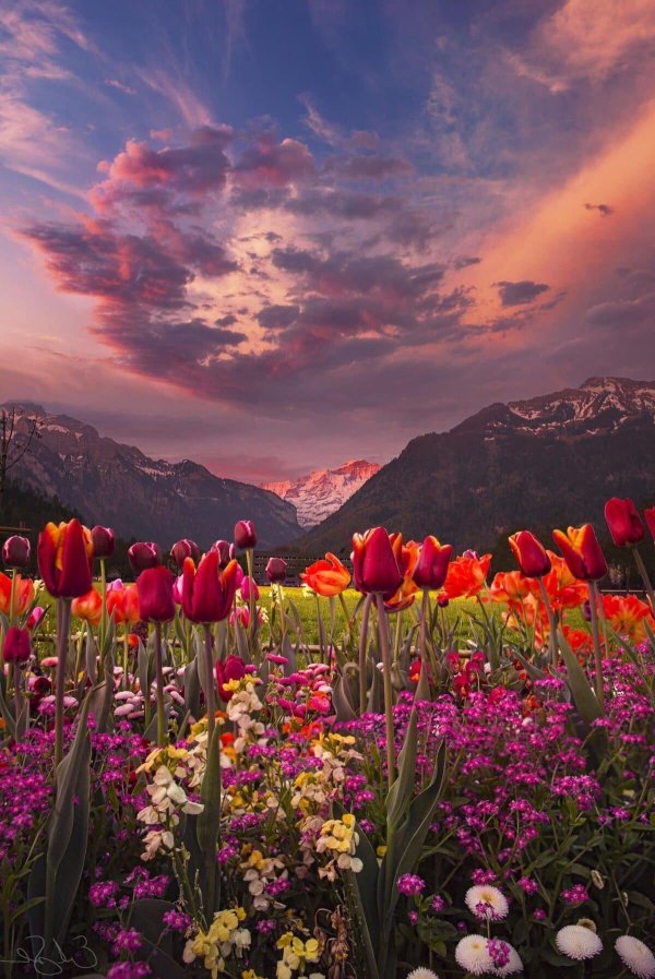 долина тюльпанов интерлакен швейцария