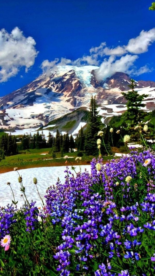 mt rainier national park
