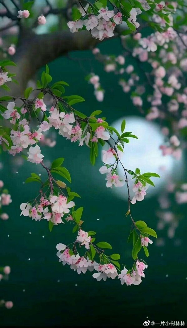 цветущее дерево