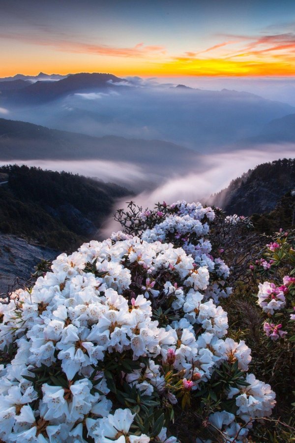 тхач рододендроны