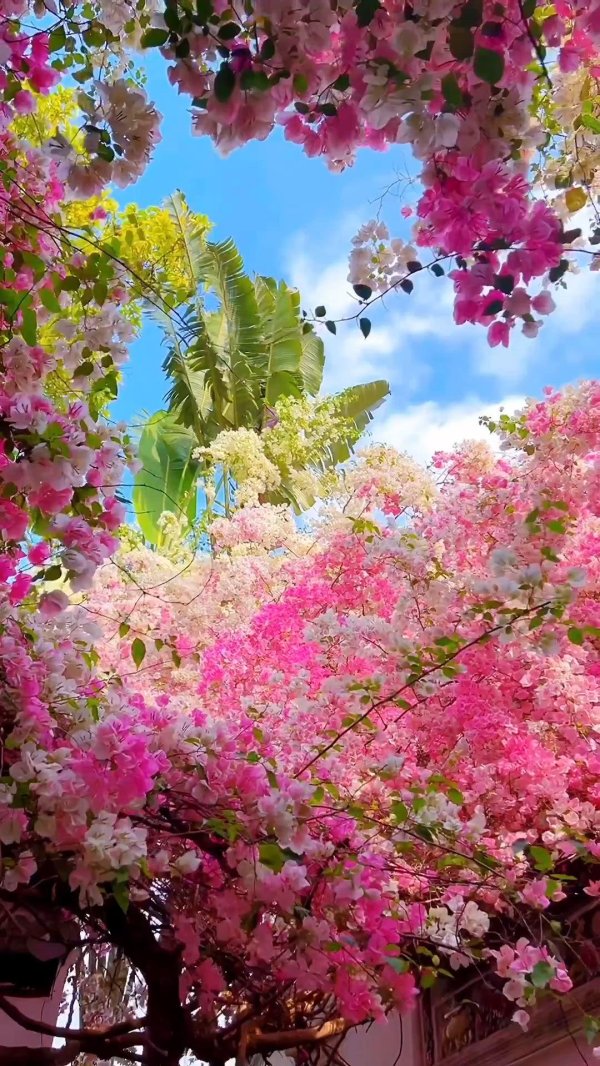 цветущее дерево