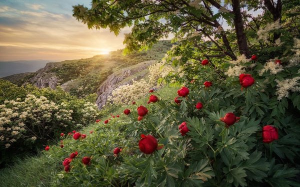 пион крымский пионовые