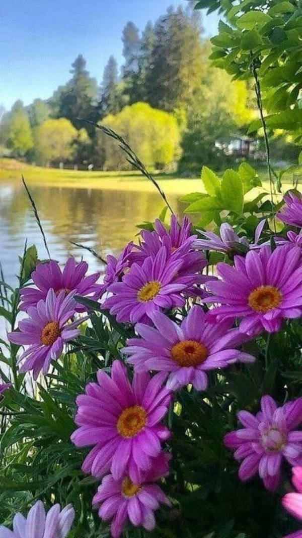 летние пейзажи