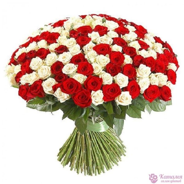 букет 101 роза белокрасные 60см