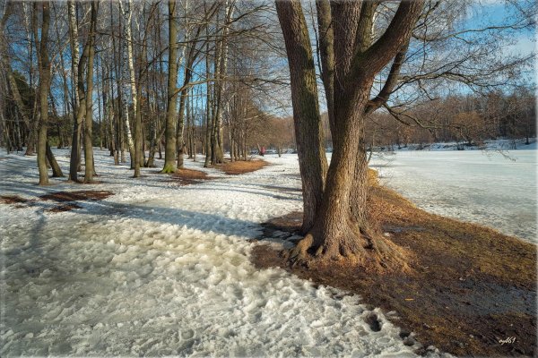 первые проталины