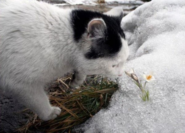 кошка и подснежники