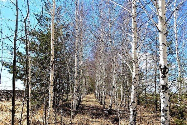 весенняя береза