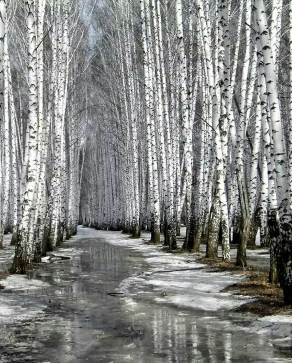 березовая роща весной