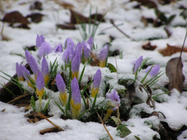весенняя проталинка левитана
