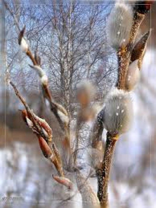 веточка вербы