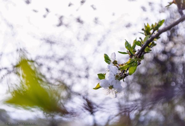 апрель природа