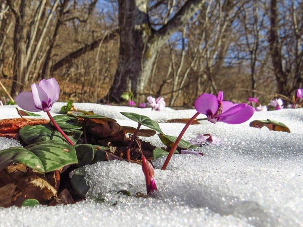 цикламен косский кавказский