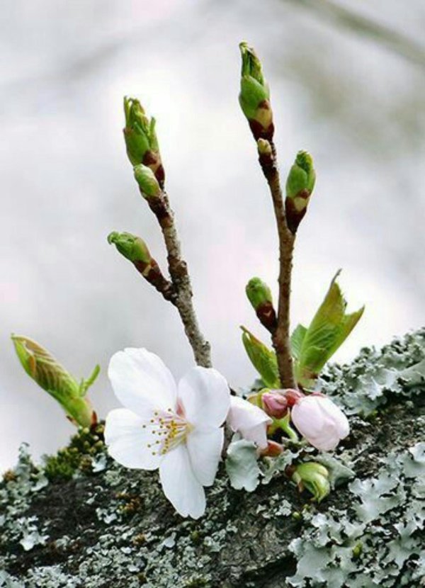 весеннее пробуждение природы