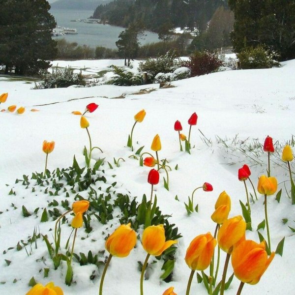 зимние тюльпаны
