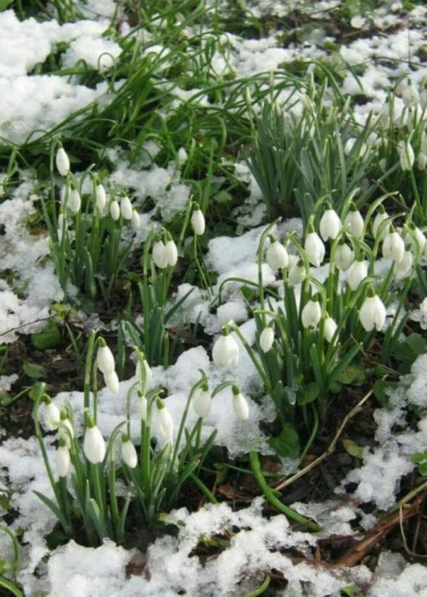 первоцветы галантусы