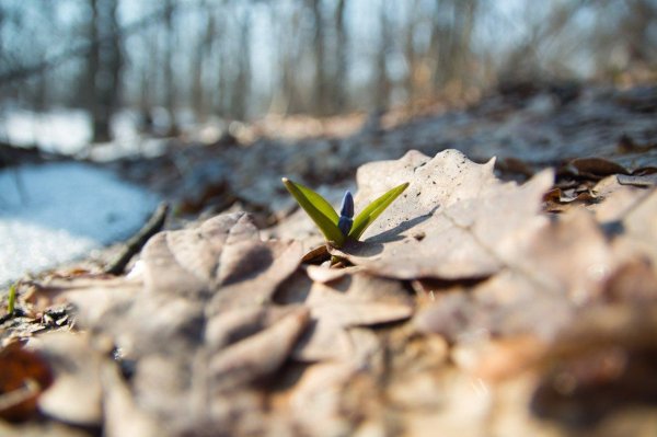 весеннее пробуждение природы