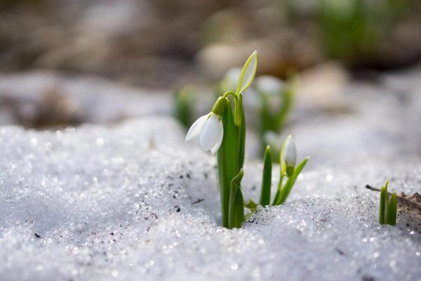 росток подснежника