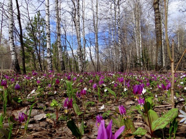 кандык сибирский