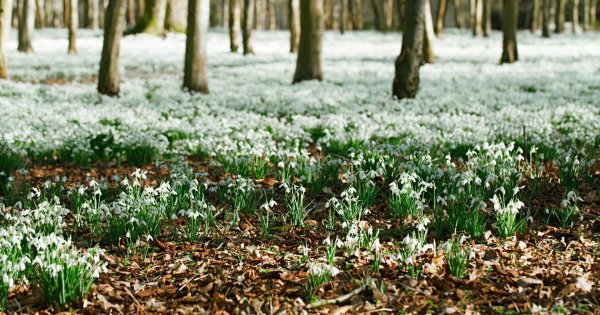 поляна подснежников