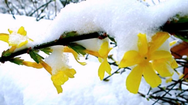 зимний жасмин