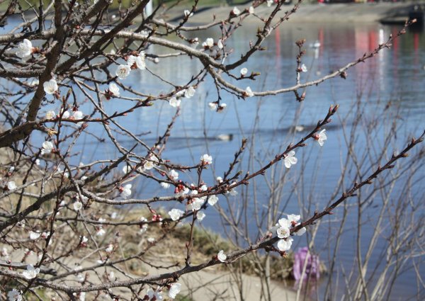 абрикос цветение