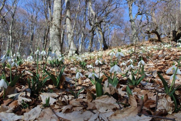 аю даг подснежники