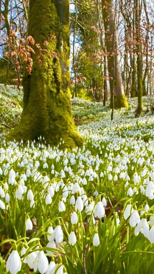 поляна подснежников адыгея