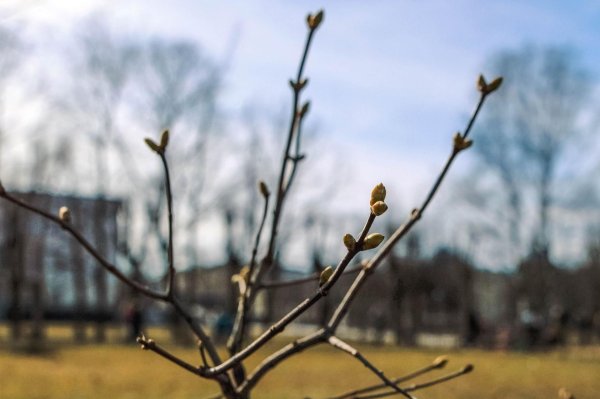 дерево с почками