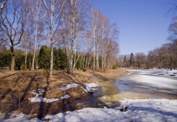 лес ранней весной