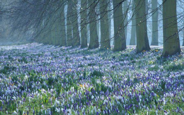 крокусы кисловодский парк