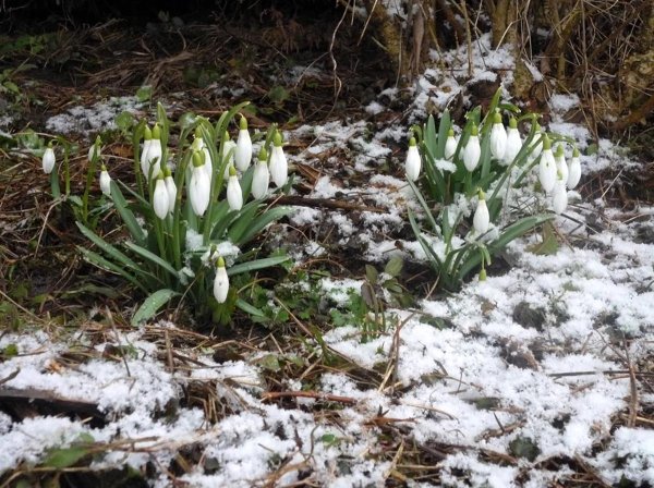 пролеска крокус галантус