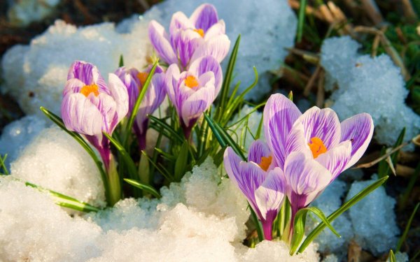 крокусы первоцветы