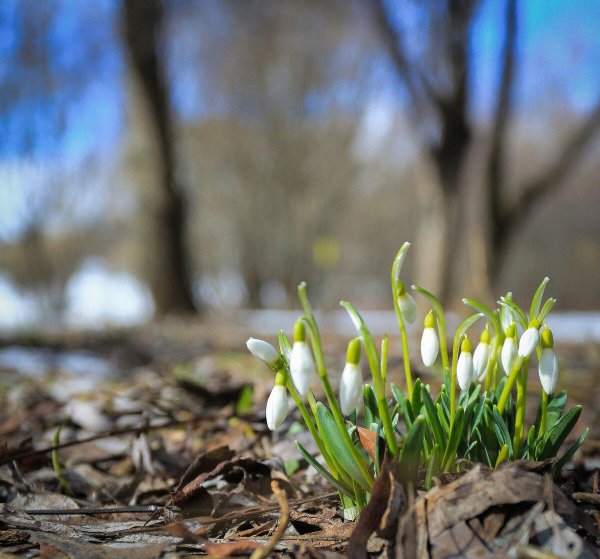 подснежник лагодехский