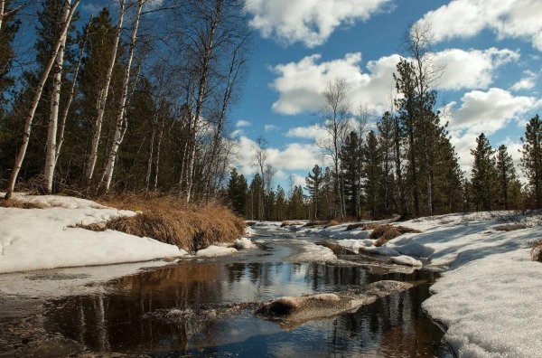 лес ранней весной