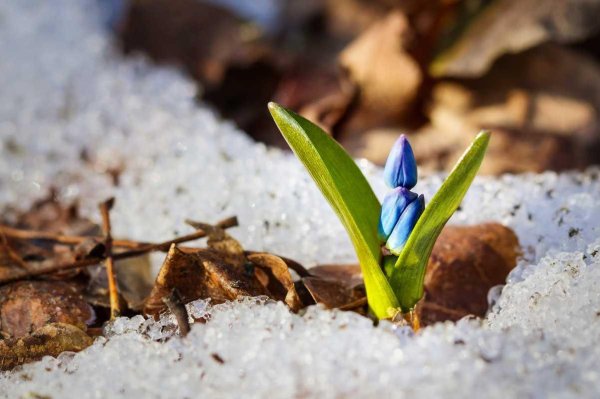 подснежники синие
