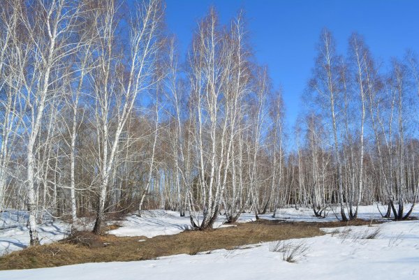 С ранней весной