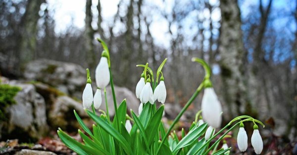 крымские подснежники