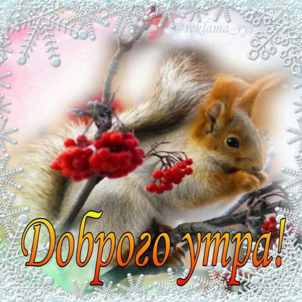 доброе утро с белочкой