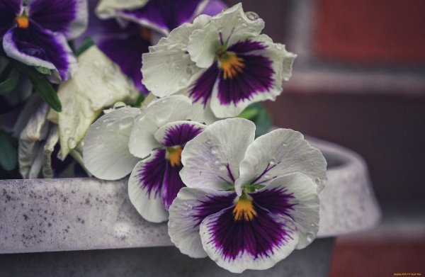 анютины глазки