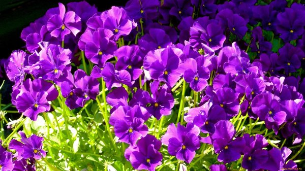 фиалка рогатая мартин