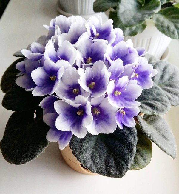 фиалка lavender rage