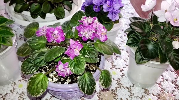 узамбарские фиалки