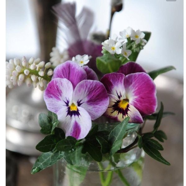 анютины глазки