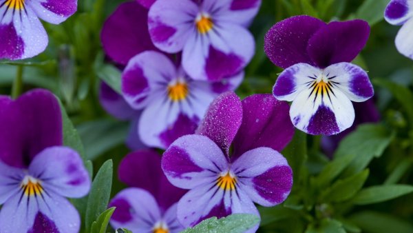 фиалка рогатая ребекка