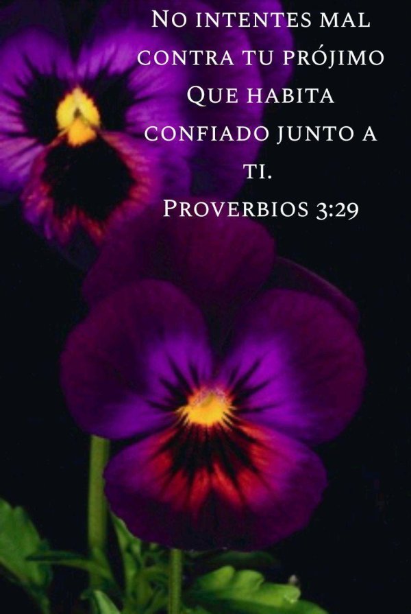 анютины глазки