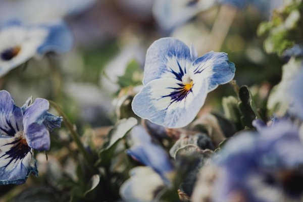 цветок фиалка