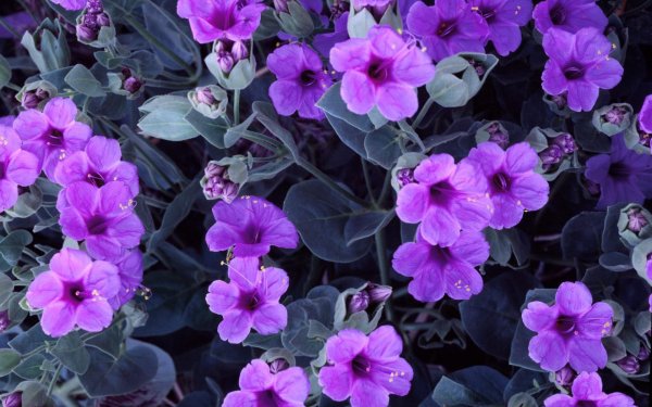 мирабилис многоцветковый