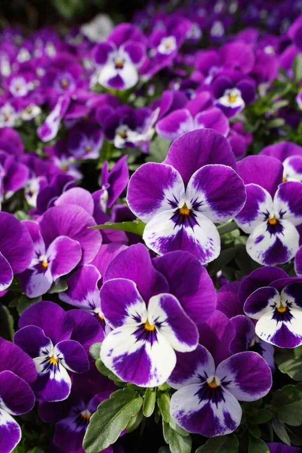 виола виттрока сиреневая