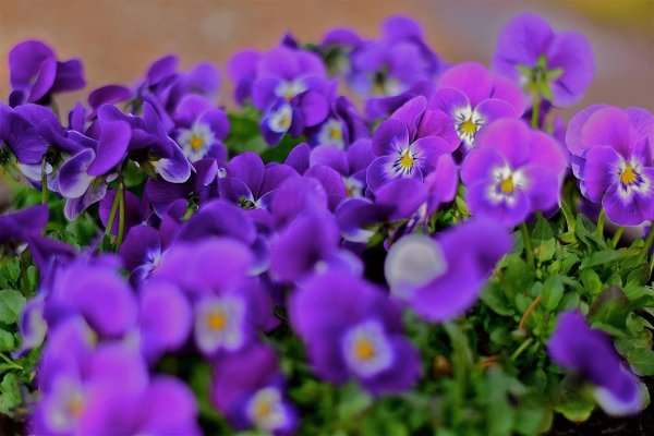 фиалка лесная